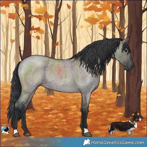 Horse Color:Grullo Roan