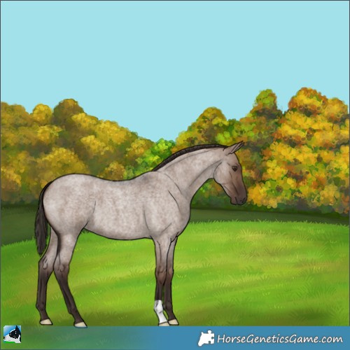 Horse Color:Liver Red Dun Roan 