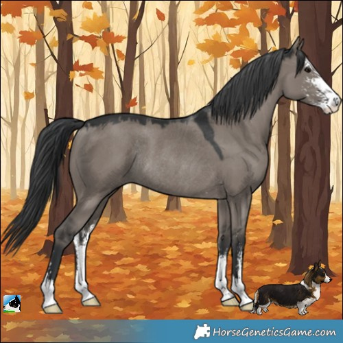 Horse Color:Grullo Mushroom Sabino Rabicano