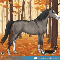 Horse Color:Grullo Mushroom Sabino Rabicano 