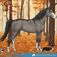 Horse Color:Grullo Mushroom Sabino Rabicano