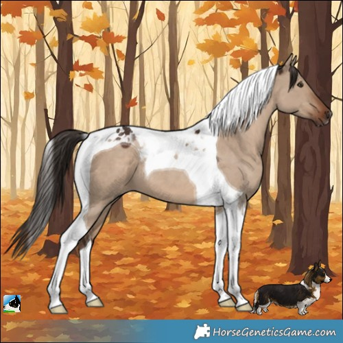 Horse Color:Liver Red Dun Tobiano