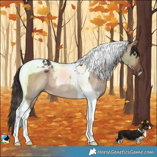 Horse Color:Liver Red Dun Tobiano 