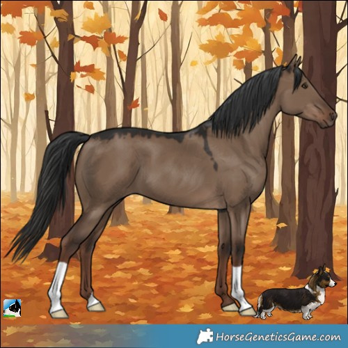 Horse Color:Liver Red Dun 