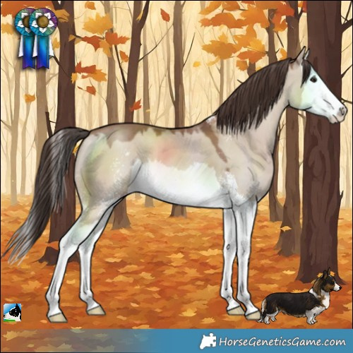 Horse Color:Classic Champagne Dun Sabino Splash 