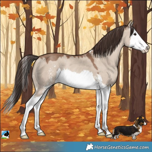 Horse Color:Classic Champagne Dun Sabino Splash