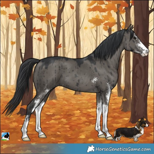 Horse Color:Grullo Mushroom Sabino Brindle 