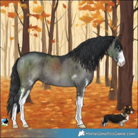 Horse Color:Grullo Mushroom Sabino Brindle 