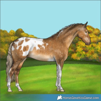 Horse Color:Gray Chocolate Palomino Dun Tobiano Blanket Rabicano 