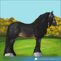 Horse Color:Gray Buckskin