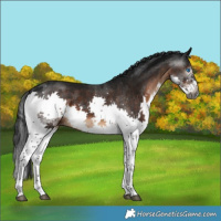 Horse Color:Gray White Spotted Brown Splash 