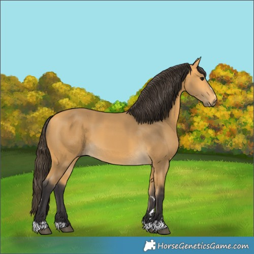 Horse Color:Buckskin 