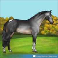 Horse Color:Gray Buckskin Tobiano 