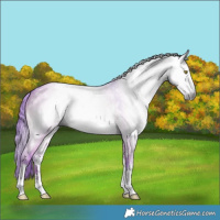 Horse Color:Gray Watercolor Brown Dun Sabino