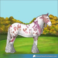 Horse Color:White Spotted Silver Brown Dun Splash Near Leopard 