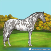 Horse Color:Gray Silver Black Ice Tobiano Near Leopard 