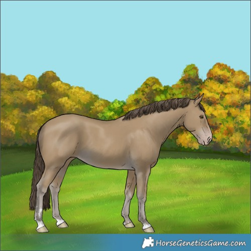 Horse Color:Classic Cream Champagne 