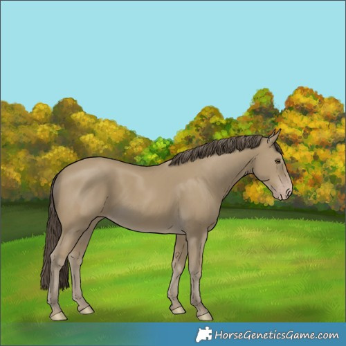 Horse Color:Classic Cream Champagne 