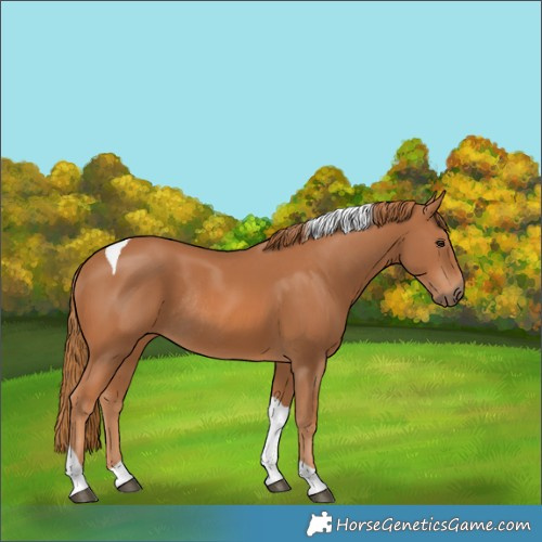 Horse Color:Chestnut Tobiano Rabicano 