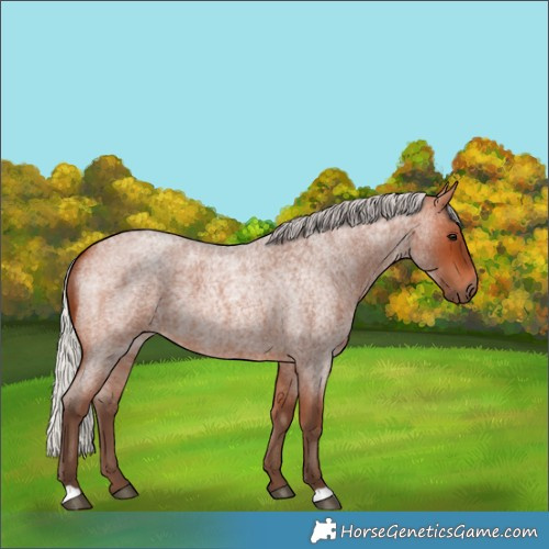 Horse Color:Silver Bay Roan