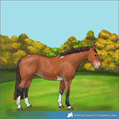 Horse Color:Bay Tobiano Appaloosa 