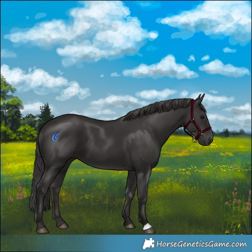 Horse Color:Smoky Black 