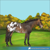 Horse Color:Buckskin Blanket 