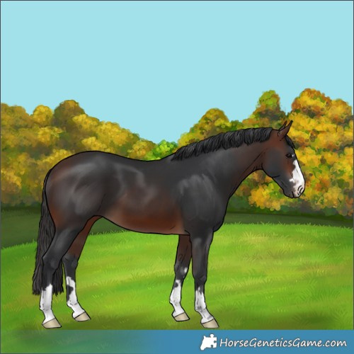 Horse Color:Brown 