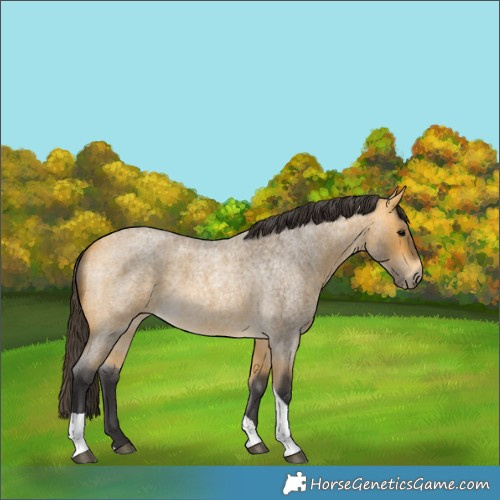 Horse Color:Buckskin Roan Tobiano 