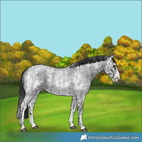 Horse Color:Blue Roan Sabino Splash and Blue Roan Sabino Splash