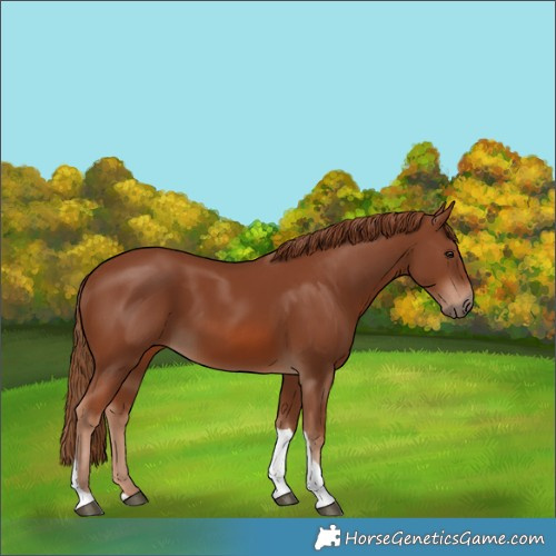Horse Color:Chestnut Tobiano 