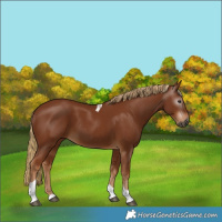 Horse Color:Gray Chestnut Tobiano 