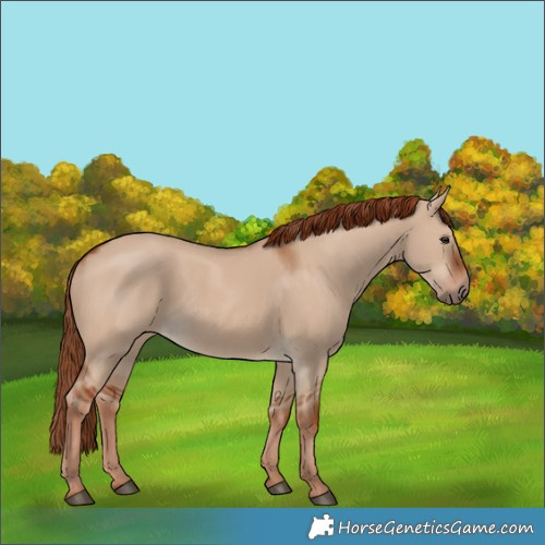 Horse Color:Red Dun 