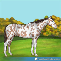 Horse Color:Amber Champagne Splash Tobiano Near Leopard Rabicano