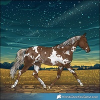 Horse Color:White Spotted Chocolate Palomino Rabicano