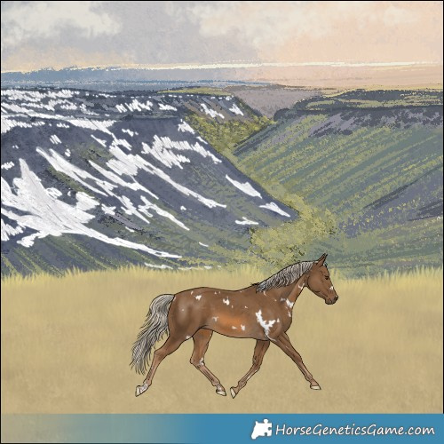 Horse Color:White Spotted Chocolate Palomino 