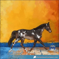Horse Color:White Spotted Liver Chestnut