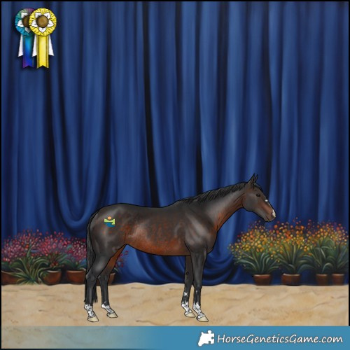 Horse Color:Brown Rabicano 