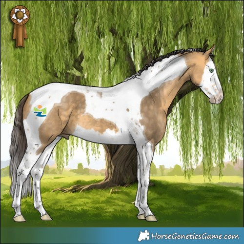 Horse Color:Buckskin Dun Splash Tobiano 
