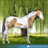Horse Color:Buckskin Dun Splash Tobiano