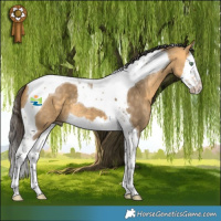 Horse Color:Buckskin Dun Splash Tobiano 