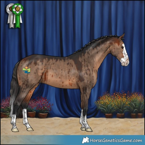 Horse Color:Bay Dun Splash Brindle 