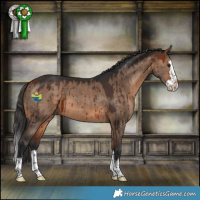 Horse Color:Bay Dun Splash Brindle 