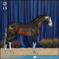 Horse Color:Gray Brown Splash