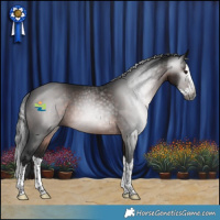 Horse Color:Gray Brown Splash
