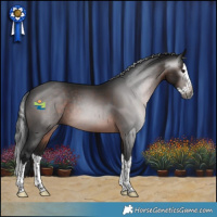 Horse Color:Gray Brown Splash