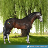 Horse Color:Gray Brown Splash 