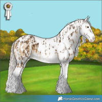 Horse Color:Chocolate Palomino Splash Tobiano Appaloosa  and Chocolate Palomino Dun Splash Tobiano Appaloosa 
