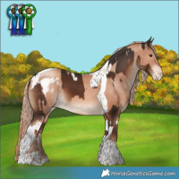 Horse Color:Liver Chestnut Tobiano and Gold Champagne Tobiano Appaloosa