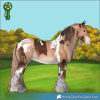 Horse Color:Liver Chestnut Tobiano  and Gold Champagne Tobiano Appaloosa 